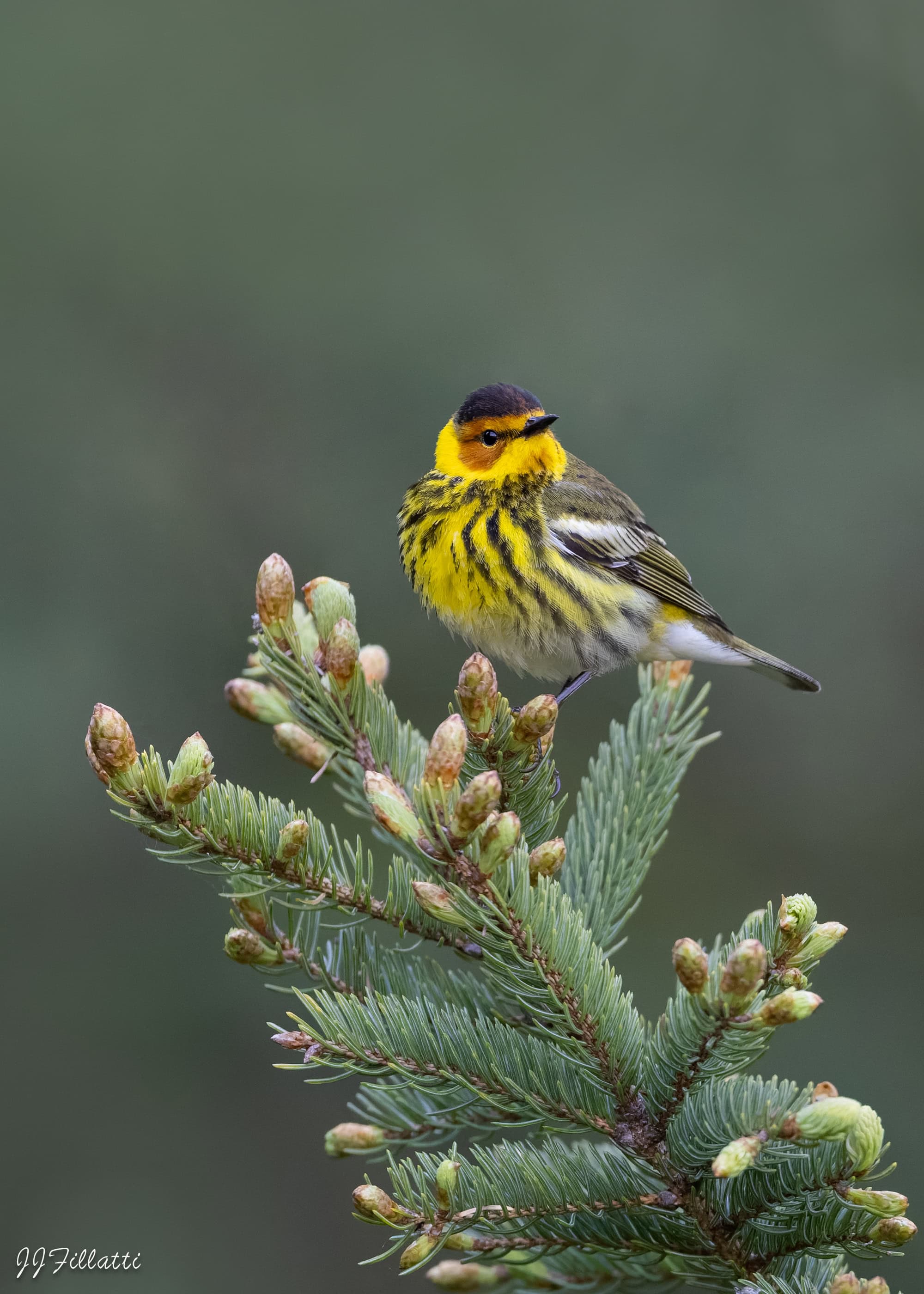 A yellow cape may warbler perched on a coniferous tree branch